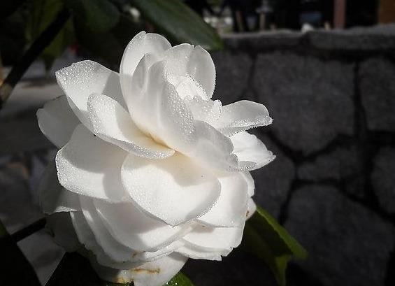 邀您共赏——山茶花