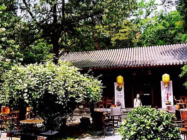 太平花～犹如玉蝶飞舞，花香似梅如兰