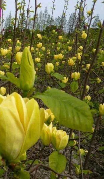 黄色玉兰品种知多少