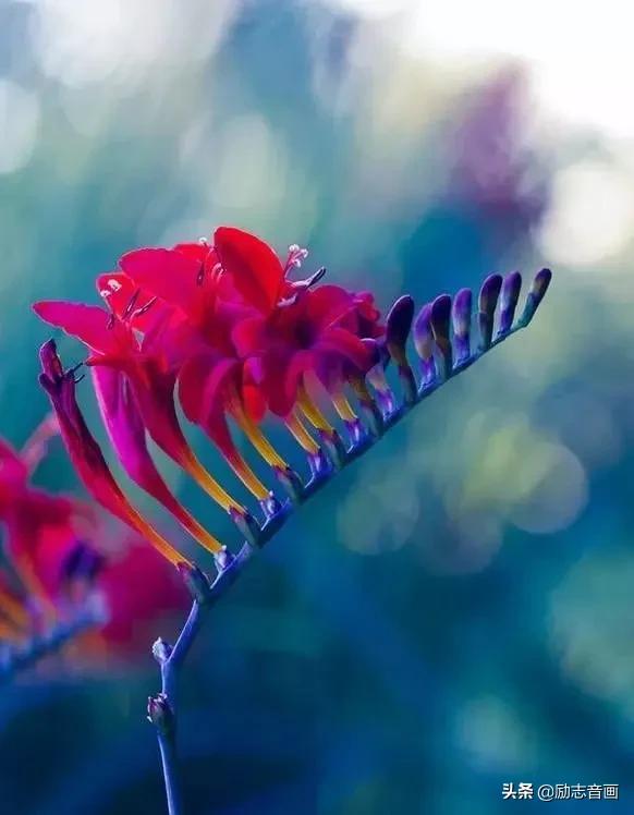 鲜花朵朵迎春来