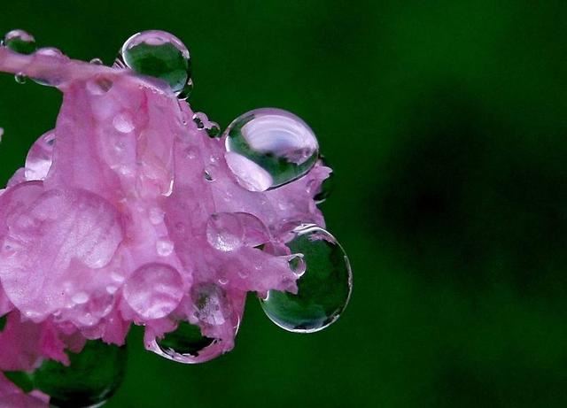 雨中花朵让人怜