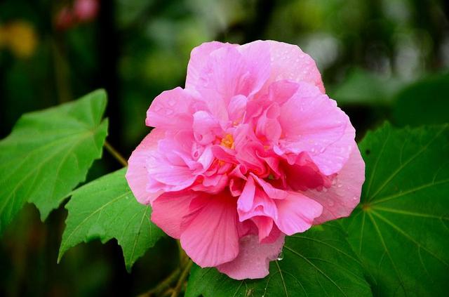 雨中花朵让人怜