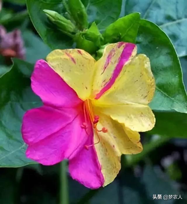 玫瑰世间难得的美