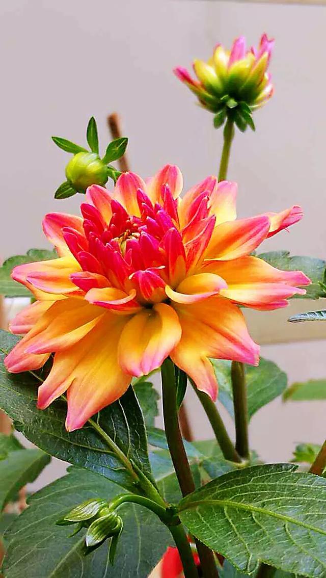 小丽花～花色绚丽，灼灼芳华，给人以憧憬和希望