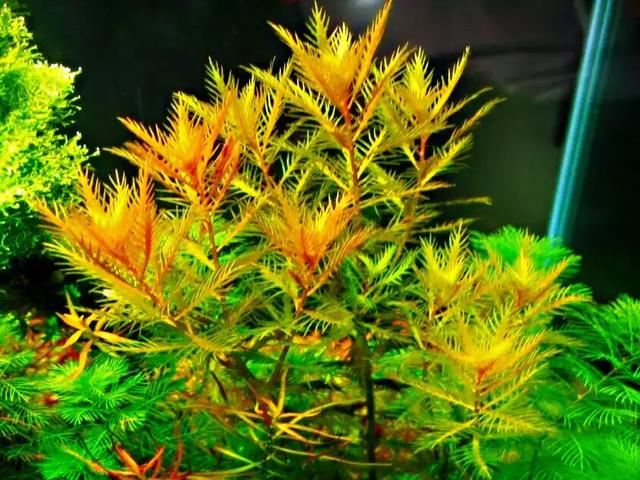 红雨伞草～水缸草的新宠，被称为沼泽美人鱼草