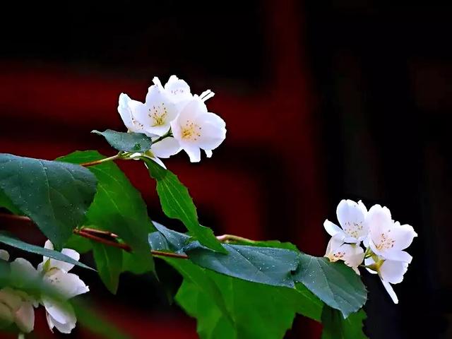 太平花～犹如玉蝶飞舞，花香似梅如兰