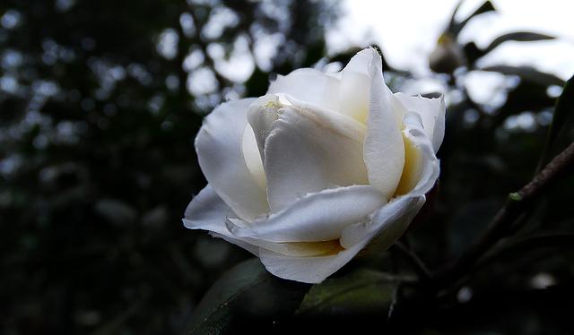 邀您共赏——山茶花