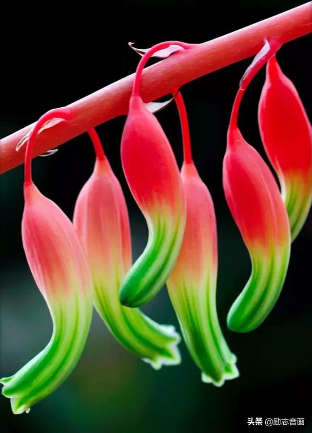 鲜花朵朵迎春来