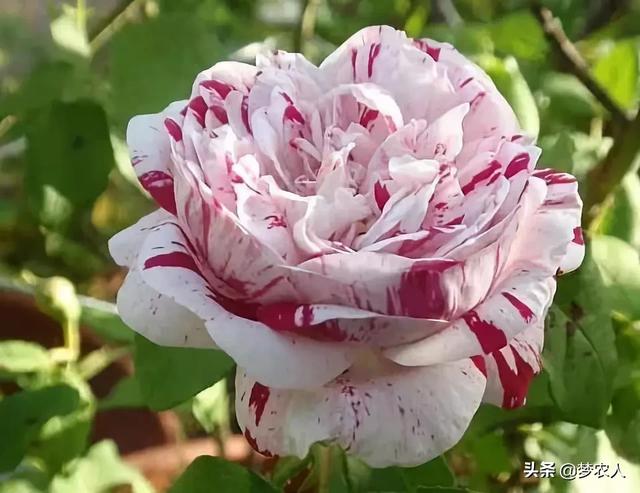 玫瑰世间难得的美