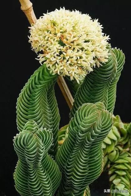 鲜花朵朵迎春来