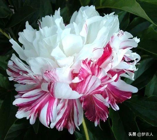 玫瑰世间难得的美