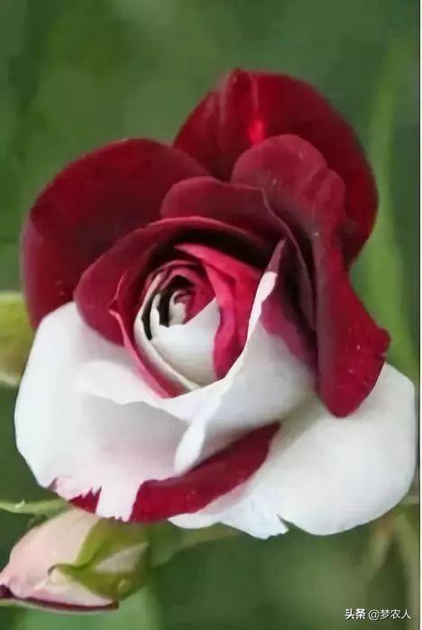 玫瑰世间难得的美