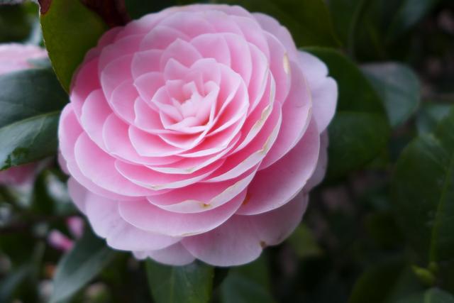 邀您共赏——山茶花