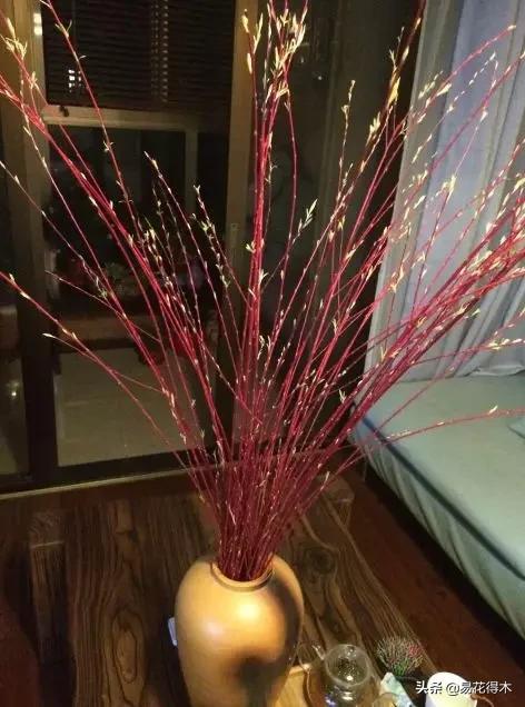 花卉观花闻香，盆景重在造型，这种植物却可以赏枝茎