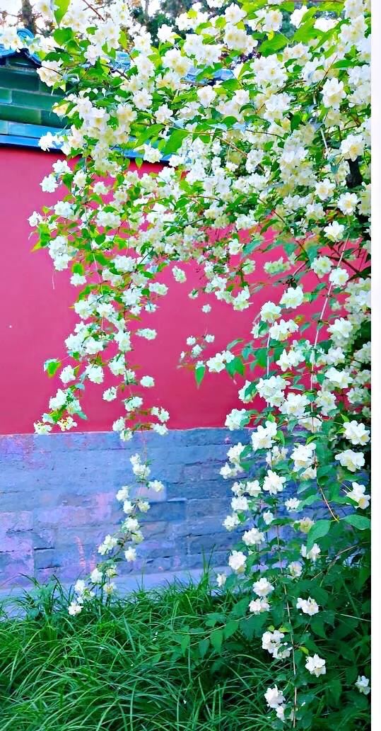 太平花～犹如玉蝶飞舞，花香似梅如兰