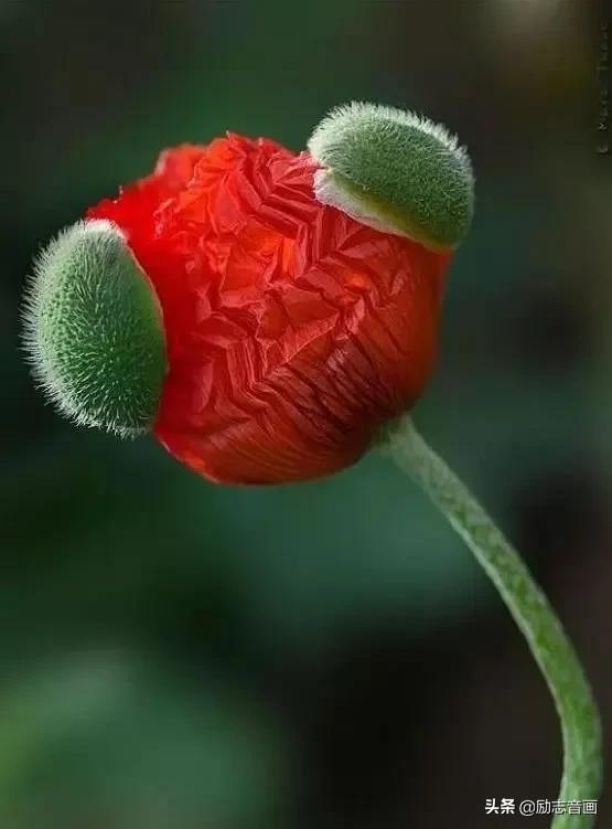 鲜花朵朵迎春来