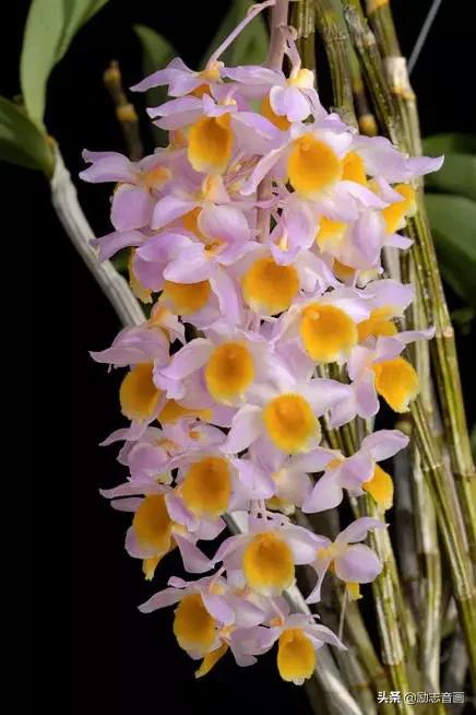 鲜花朵朵迎春来