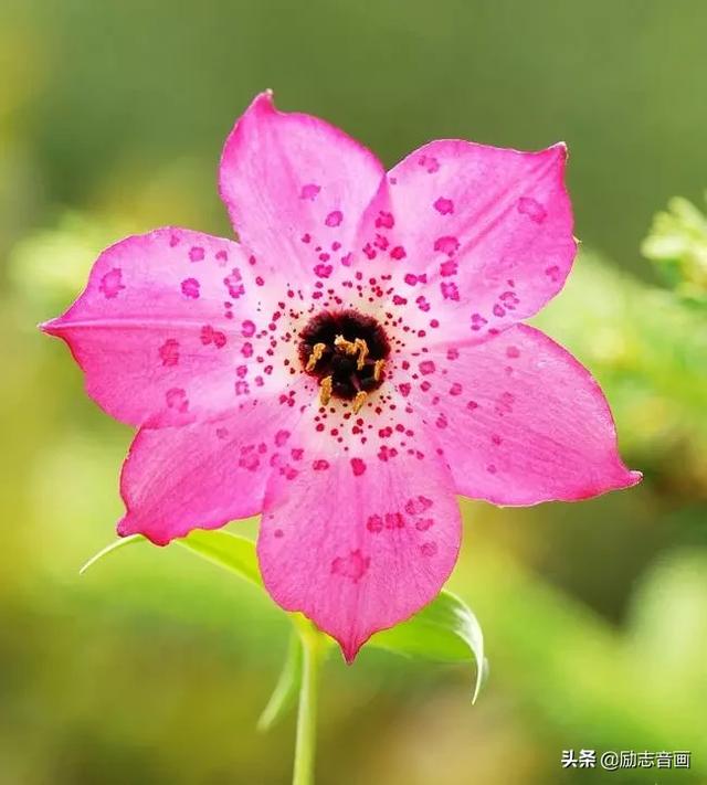 鲜花朵朵迎春来