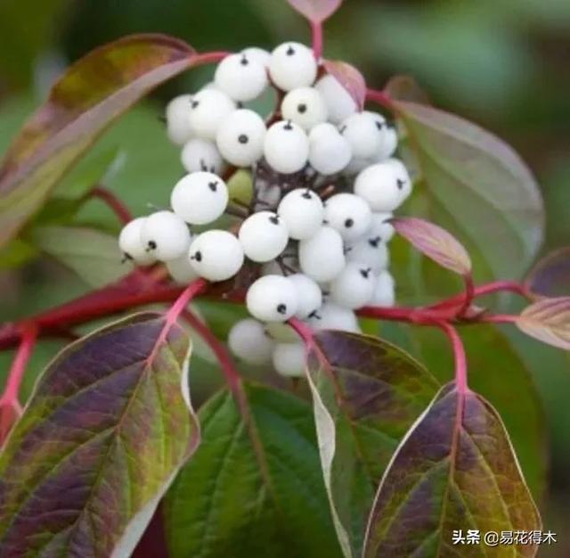 花卉观花闻香，盆景重在造型，这种植物却可以赏枝茎
