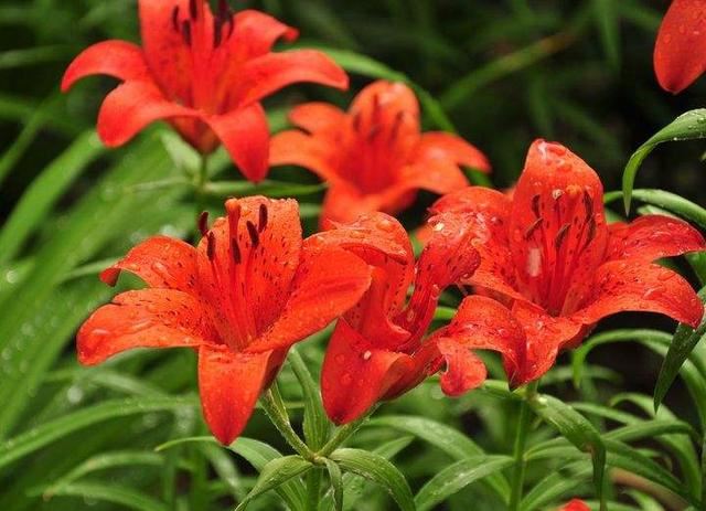 雨中花朵让人怜