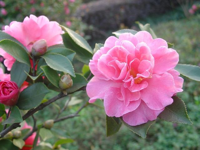 邀您共赏——山茶花