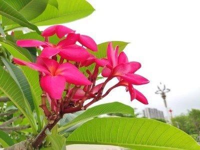 红花鸡蛋花聚伞花序顶生，花冠漏斗状，粉红色，具芳香