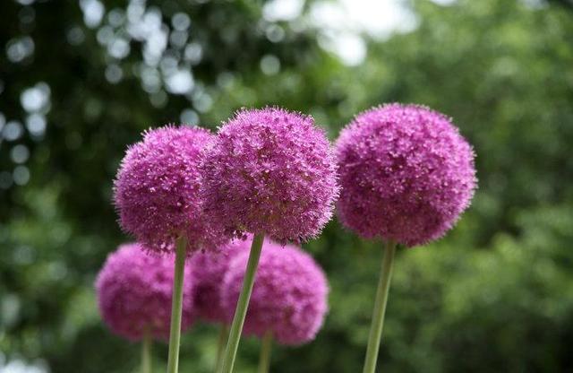 大花葱开紫红粉,聪明可爱小圆球 大花葱开紫红粉,聪明可爱小圆球