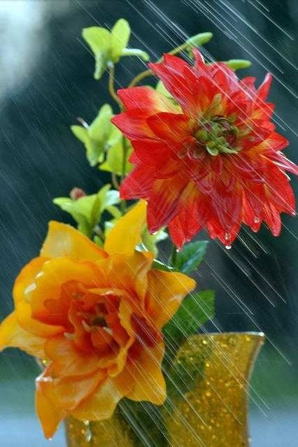 雨中花朵让人怜