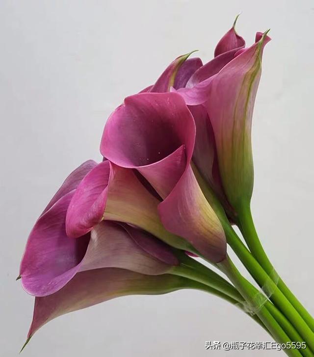 简单的花型，却透视出高雅的魅力，凛然而美丽的马蹄莲