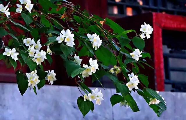 太平花～犹如玉蝶飞舞，花香似梅如兰