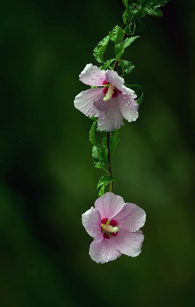 雨中花朵让人怜