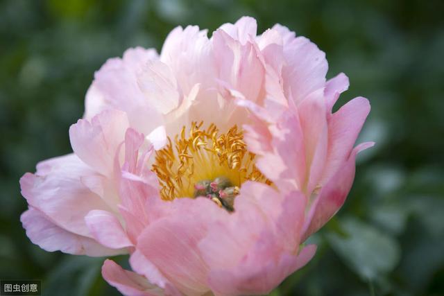 不愧是国花，牡丹花真漂亮