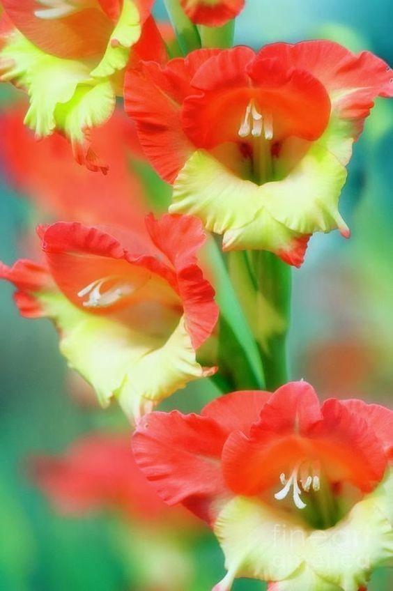 养眼鲜花照，太养眼了