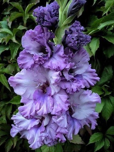 养眼鲜花照，太养眼了