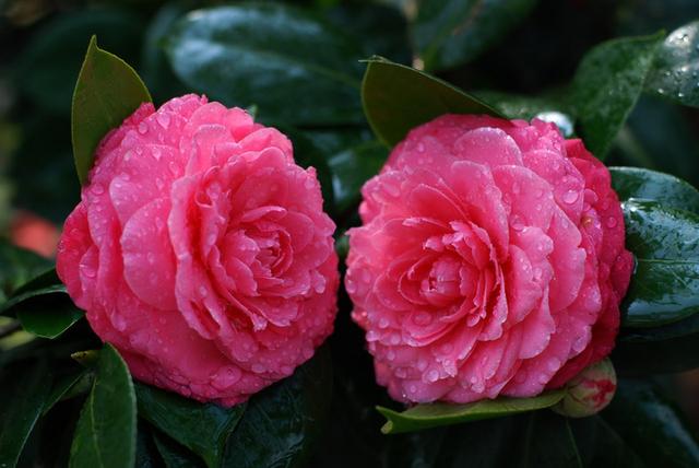 邀您共赏——山茶花