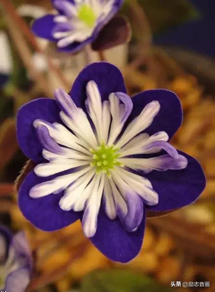 鲜花朵朵迎春来