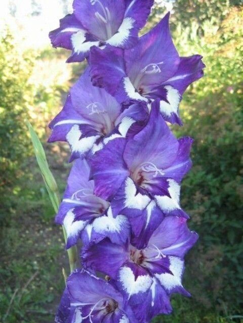 养眼鲜花照，太养眼了