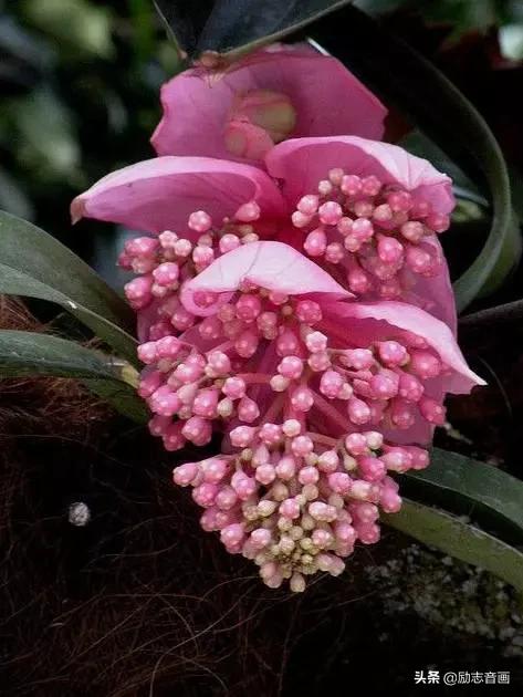 鲜花朵朵迎春来