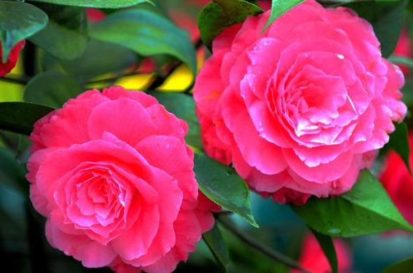 邀您共赏——山茶花