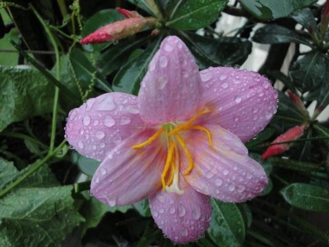 雨中花朵让人怜