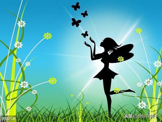 既耐阴又耐寒的宿根花卉白芨，花朵娇美别名热带兰花