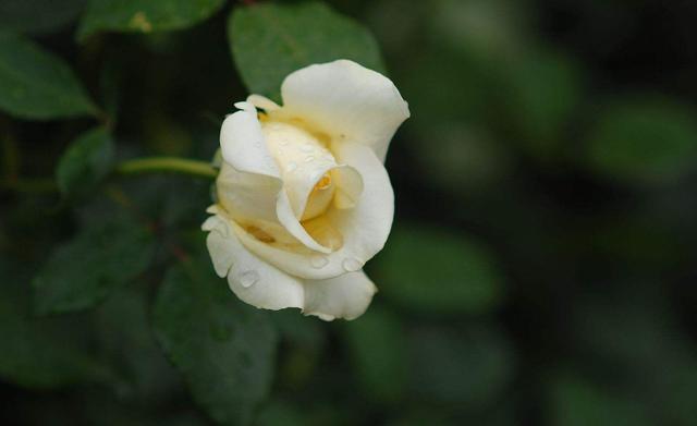 雨中花朵让人怜