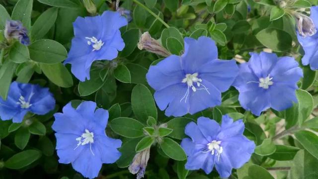 “花期仅一天，天天开新花”的“蓝星花”可四季常开，永不言败