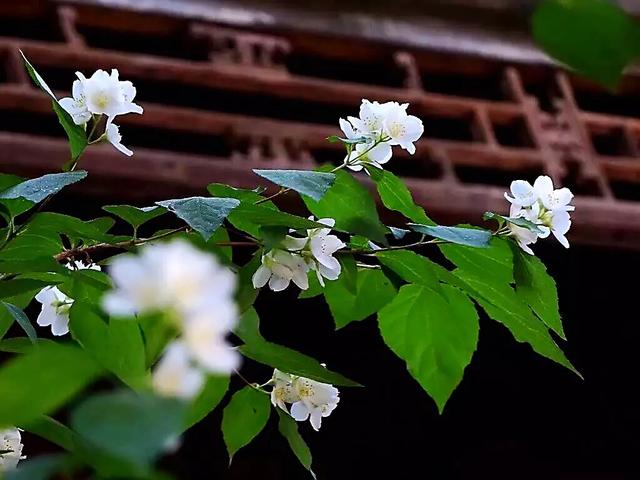 太平花～犹如玉蝶飞舞，花香似梅如兰
