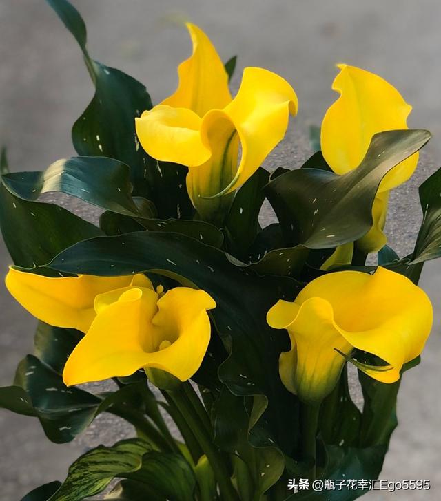 简单的花型，却透视出高雅的魅力，凛然而美丽的马蹄莲