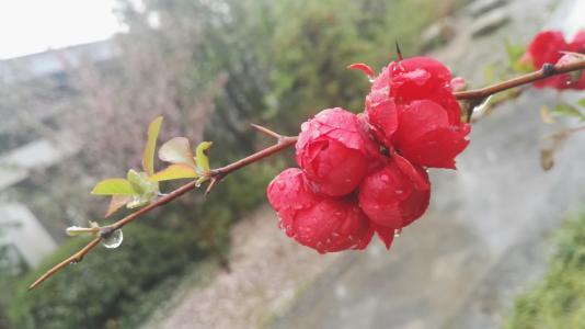 雨中花朵让人怜