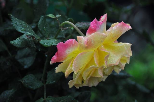 雨中花朵让人怜