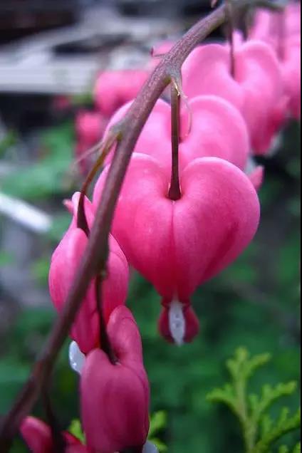 荷包牡丹花，真漂亮