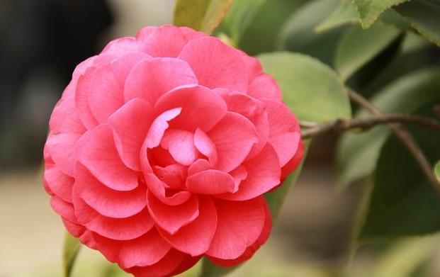 邀您共赏——山茶花