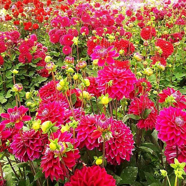 小丽花～花色绚丽，灼灼芳华，给人以憧憬和希望